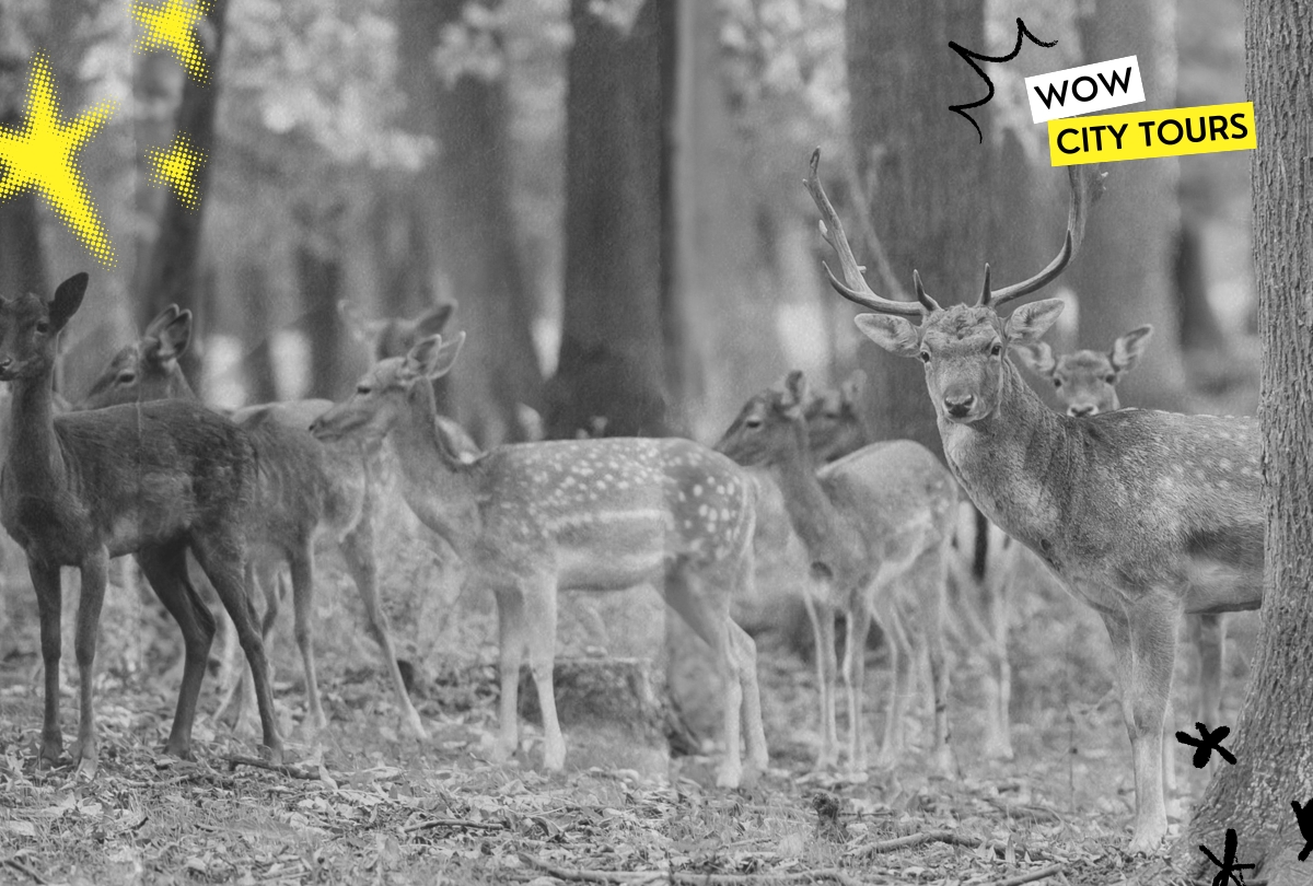 WOW CITY TOURS Wildpark Rheingönheim Ein tierisches Erlebnis